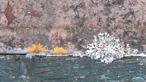 DSCF2137a